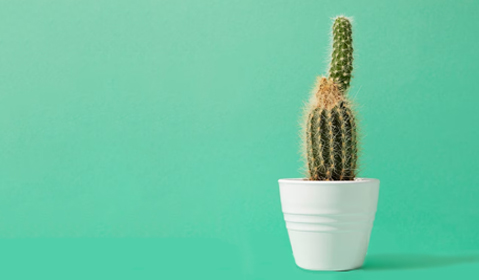 Горшки для цветов